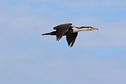 Cormoran22.jpg
