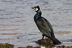 Cormoran33.jpg