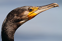 Cormoran_Grande-2623.JPG