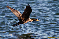 Cormoran_volando1.jpg