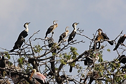 Cormoranes1.jpg