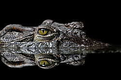 Croc-canon.jpg
