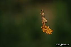 DSC_0376.JPG