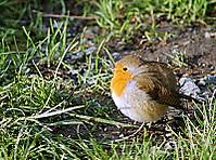 DSC_0483.JPG
