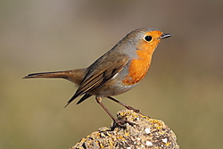 E_rubecula_4268.JPG