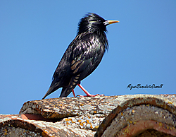 Estornino_negro_P1060208.jpg