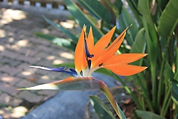 FLOR_REY.jpg