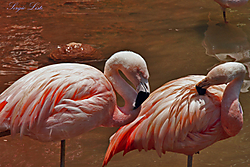 Flamencos10.jpg