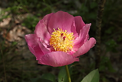 Flor137.JPG