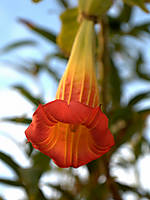Flores_002-1.jpg