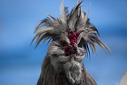 GALLO_TURQUIA.jpg