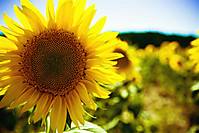 GIRASOL_Large_.jpg