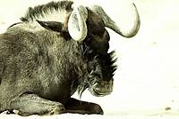 GNu.jpg