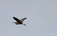 Garza-fn.jpg