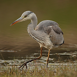 Garza_Real-2480.JPG
