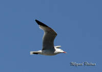 Gaviota13.jpg