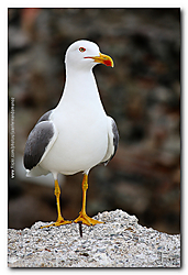 Gaviota65.jpg