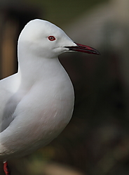 Gaviota_Picofino-8687.JPG