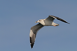 Gaviota_Sabine-0082.JPG