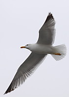 Gaviota_en_vuelo_09Cbis.JPG
