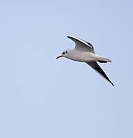 Gaviota_reidora_delta.jpg