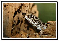 Gecko1.jpg