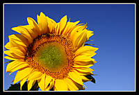 Girasol2.jpg