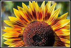 Girasol_4.jpg