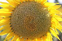 Girasoles-2009-07-18_10.JPG