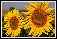 Girasoles.jpg