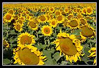 Girasoles21.jpg