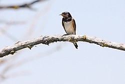 Golondrina111.jpg
