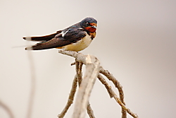 Golondrina47.JPG