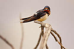 Golondrina48.JPG