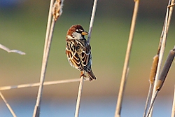 GorrionMoruno.jpg