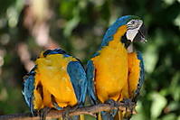 Guacamaya.JPG