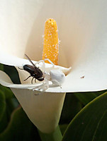 HPIM3668_452x600.jpg