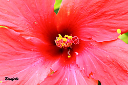 Hibiscus2.jpg