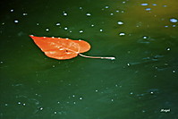 Hoja_en_el_rio.jpg