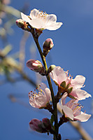 IMG_00386.JPG