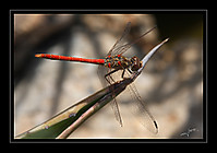 IMG_0134_ret.jpg