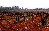 IMG_02341.JPG