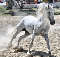 IMG_0238_fhdr_Large_.jpg