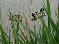 IMG_05021.JPG