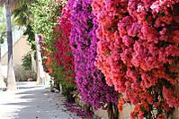 IMG_0609_Medium_.JPG