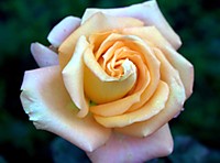 IMG_0988rr.jpg