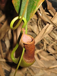 IMG_1306_Copiar_.JPG