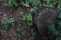IMG_13092.jpg