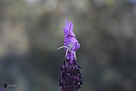 IMG_19862.JPG
