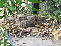 IMG_2240_1.JPG